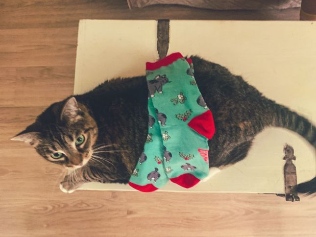 Mens Cat Butt Mistletoe Socks