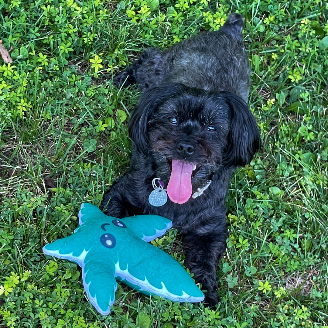 Weed Leaf Dog Toy